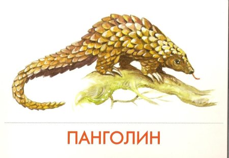 Панголины млекопитающие