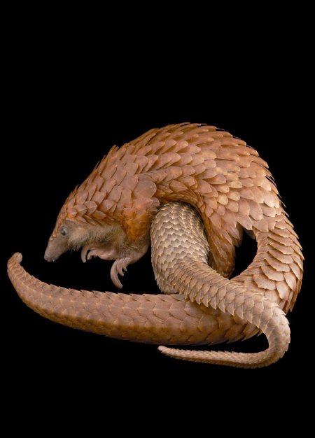 Белобрюхий панголин