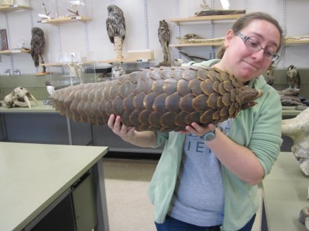 Giant pangolin
