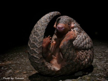 Ящер панголин броненосец