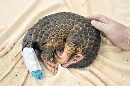 Индийский панголин