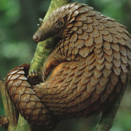 Панголин и броненосец