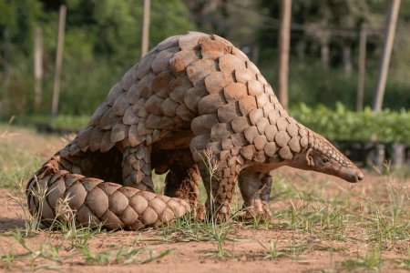 Китайский панголин