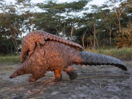 Ящер панголин