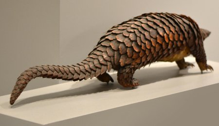 Панголин яванский ящер