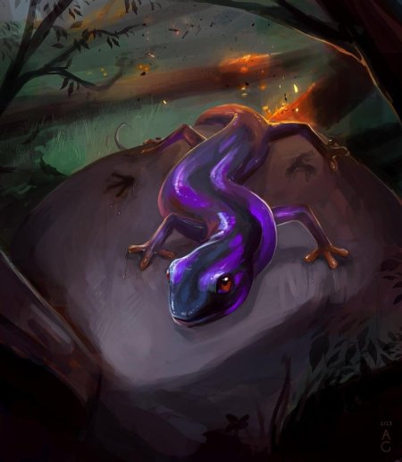 Тритон огненная саламандра