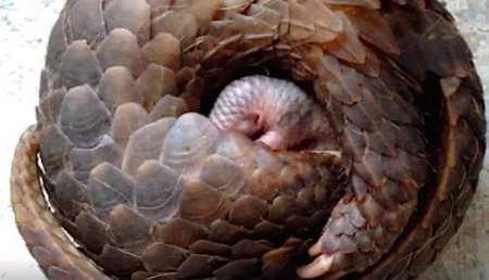 Ящер панголин броненосец