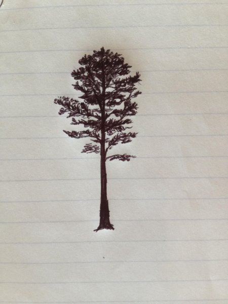 Сосна силуэт