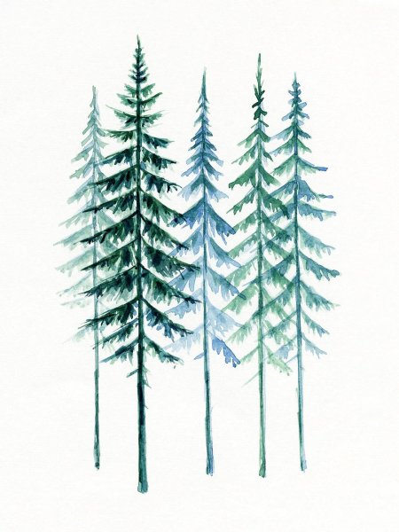 Акварельные деревья ель