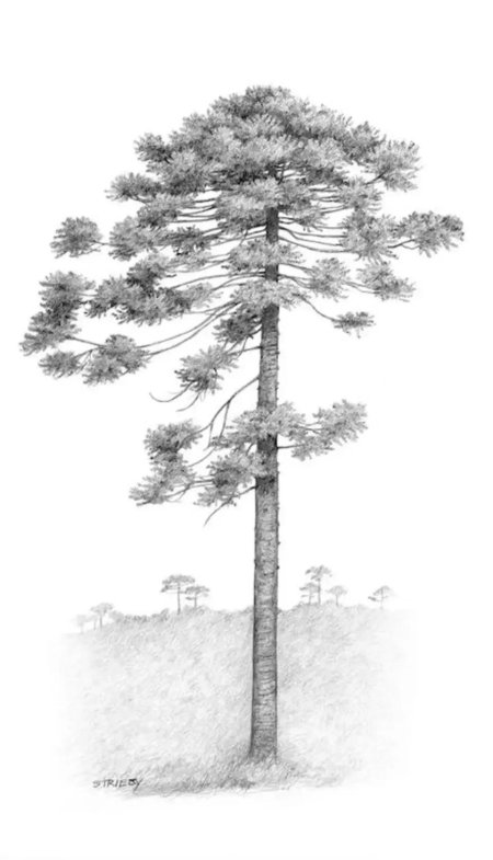 Pinus lambertiana