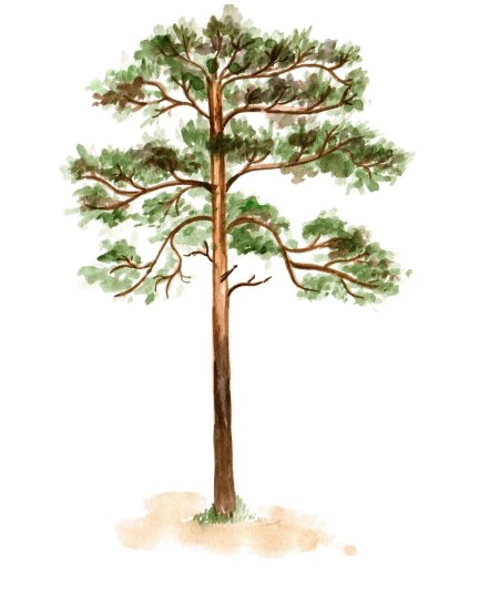 Рисунки сосны