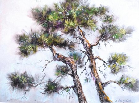 Сосна рисунок акварелью