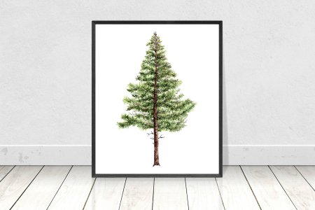 Сосна акварель