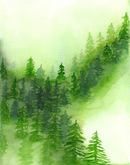 Еловый лес акварель