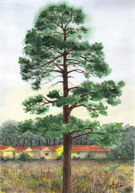 Рисунок сосна