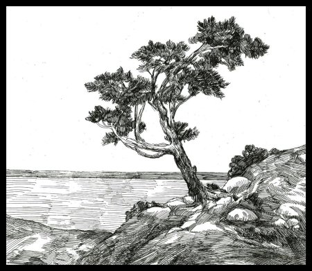 Сосна карандашом