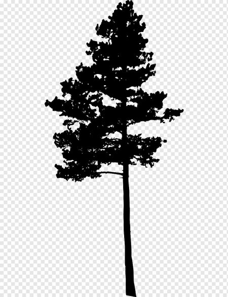 Сосна на белом фоне