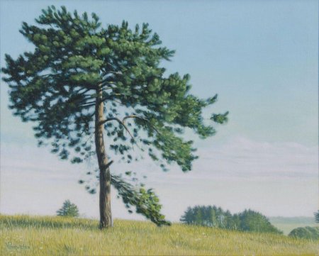 Сосна рисунки