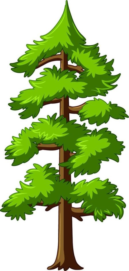 Сосна рисунки