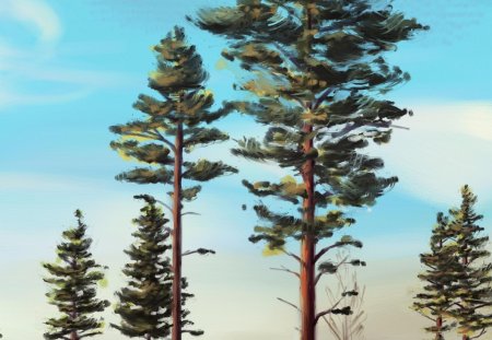 Рисунок сосна