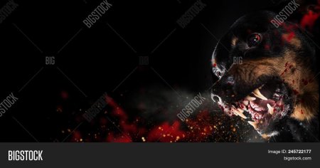 Злая собака арт