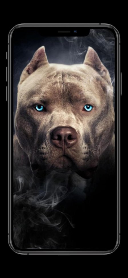 Собака питбуль