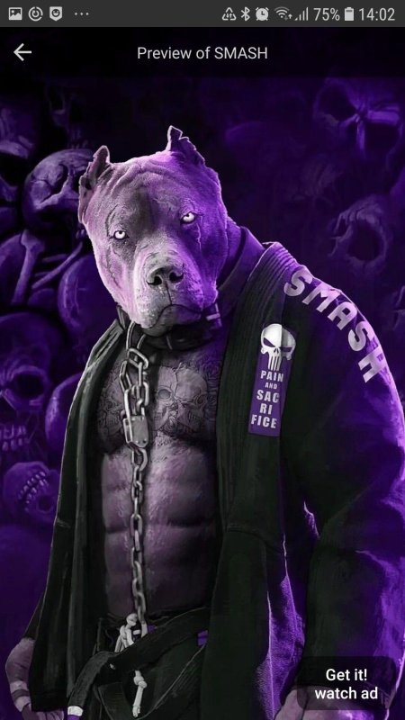 Питбуль мма