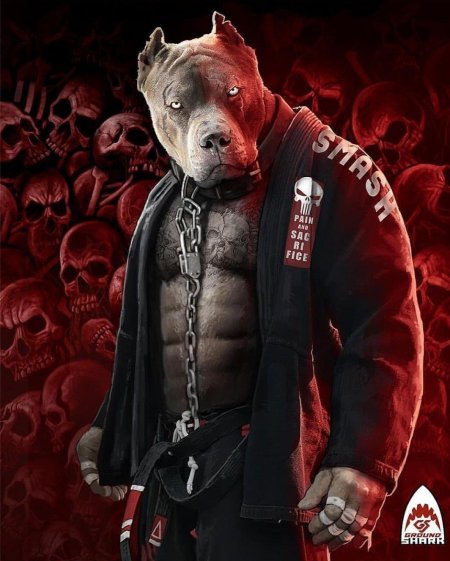 Собака питбуль боец