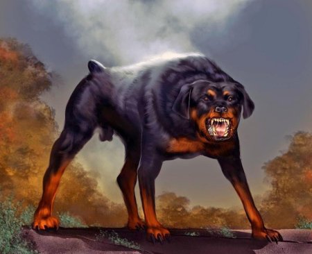 Ротвейлер бьюдель