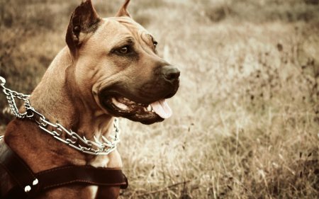 Стаффордширский терьер американский питбультерьер чёрный