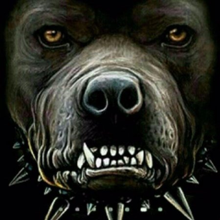 Питбуль злой