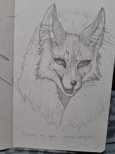 Лиса рисунок карандашом
