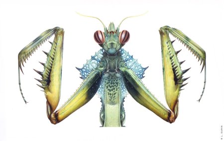 Богомол creobroter meleagris