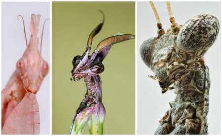 Богомол насекомое