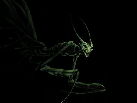 Богомол дракон мантис