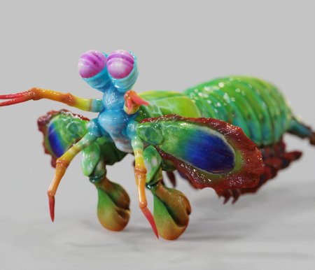 Peacock mantis shrimp