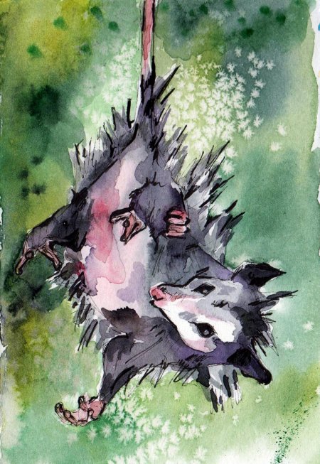 Опоссум акварелью