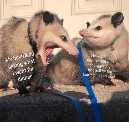 Поссум и опоссум