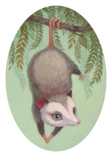 Сумчатая крыса опоссум