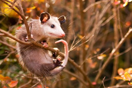 Обыкновенные опоссумы