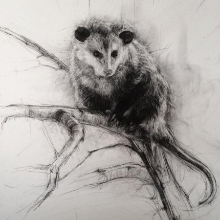 Опоссум рисунок