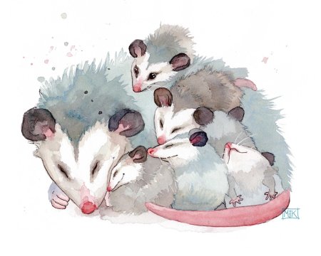 Опоссум рисунок