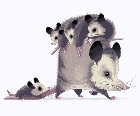 Опоссум рисунок