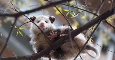 Виргинский опоссум