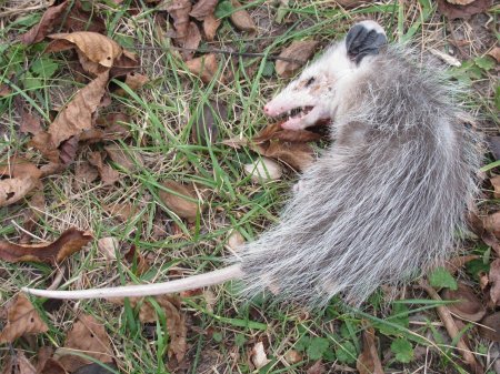 Лишайный опоссум