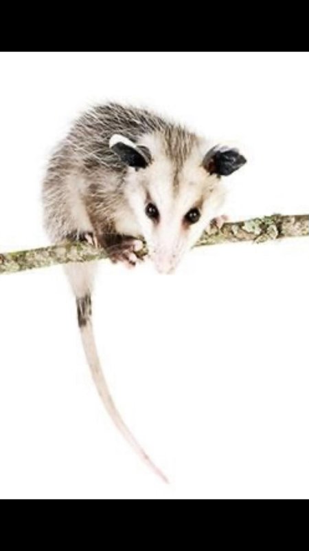 Опоссум древесный