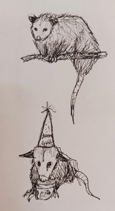 Опоссум рисунок