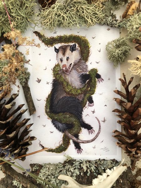 Опоссум арт