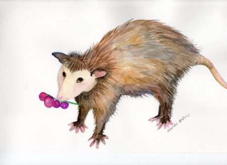 Опоссум арты