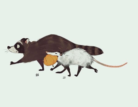 Енот и опоссум